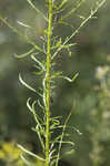 Canadian horseweed